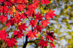Le migliori offerte solo internet fibra di inizio autunno 2019 Le migliori offerte solo internet fibra di inizio autunno 2019