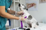 Detrazioni per animali domestici: cosa sono e come funzionano Detrazioni per animali domestici: cosa sono e come funzionano