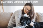 Quanto costa mantenere un cane in casa? Quanto costa mantenere un cane in casa?