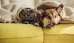 Le migliori offerte assicurazione cane e gatto di Maggio 2022 Le migliori offerte assicurazione cane e gatto di Maggio 2022