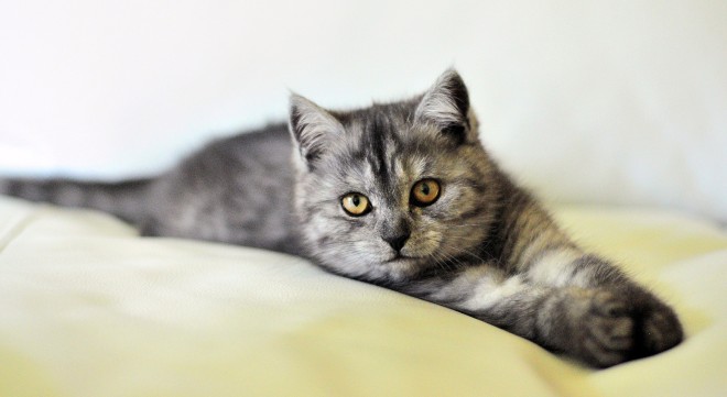 Migliori assicurazioni cane e gatto Giugno 2022 Migliori assicurazioni cane e gatto Giugno 2022
