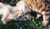 Animali domestici: quando è utile fare l'assicurazione Animali domestici: quando è utile fare l'assicurazione