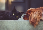 Polizza cane e gatto: età e razza incidono sul premio Polizza cane e gatto: età e razza incidono sul premio
