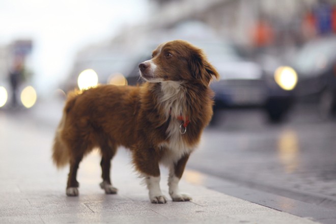 Assicurazione auto: incidente con cane randagio, a chi chiedere il risarcimento?
