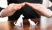 Come trovare la miglior assicurazione cane gatto di fine 2019 Come trovare la miglior assicurazione cane gatto di fine 2019