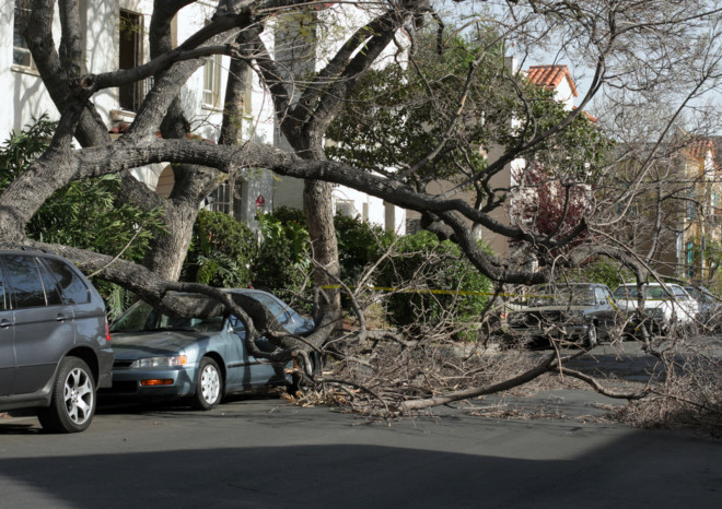 Chi risarcisce i danni all'auto per la caduta di un albero
