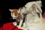 3 assicurazioni cane e gatto a Febbraio 2020 3 assicurazioni cane e gatto a Febbraio 2020
