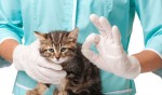 Le migliori assicurazioni cane e gatto di Giugno 2020 Le migliori assicurazioni cane e gatto di Giugno 2020