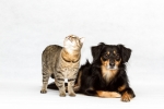 Assicurazione animali domestici: cosa c'è da sapere Assicurazione animali domestici: cosa c'è da sapere