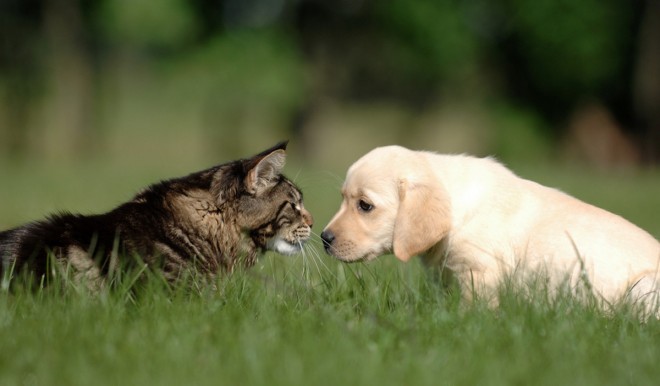 Le migliori assicurazioni animali domestici di Gennaio 2021 Le migliori assicurazioni animali domestici di Gennaio 2021