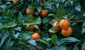 A Siviglia i bus saranno alimentati con il biogas ricavato dal succo d’arancia A Siviglia i bus saranno alimentati con il biogas ricavato dal succo d’arancia