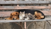 Le migliori assicurazioni cane e gatto di Novembre 2021 Le migliori assicurazioni cane e gatto di Novembre 2021
