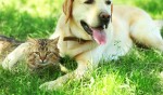 Le migliori assicurazioni animali domestici Autunno 2021 Le migliori assicurazioni animali domestici Autunno 2021