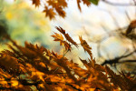 Le migliori offerte gas in vista dell’autunno 2019 Le migliori offerte gas in vista dell’autunno 2019