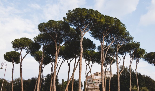 Qualità dell'aria nelle città usando le piante: il progetto dell'Enea Qualità dell'aria nelle città usando le piante: il progetto dell'Enea