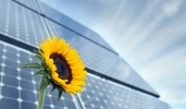 Energia solare dai campi agricoli: ENEA lancia la prima rete nazionale per l'agrivoltaico sostenibile Energia solare dai campi agricoli: ENEA lancia la prima rete nazionale per l'agrivoltaico sostenibile