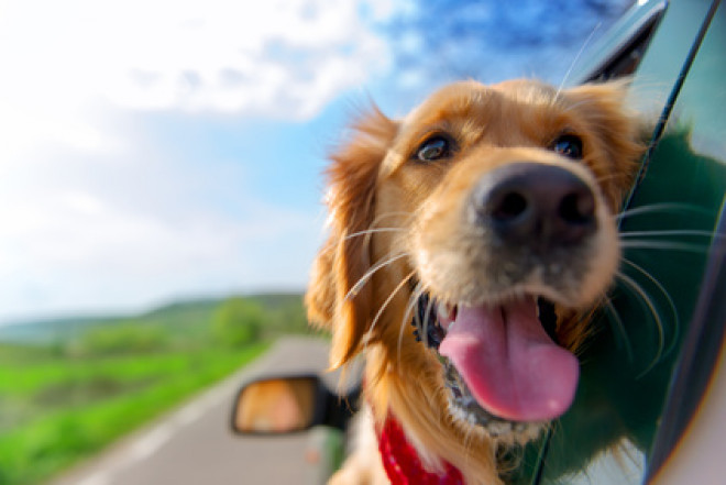 Assicurazioni da viaggio…per animali Assicurazioni da viaggio…per animali