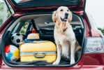 Estate 2020: 3,5 milioni di italiani andranno in vacanza col proprio animale Estate 2020: 3,5 milioni di italiani andranno in vacanza col proprio animale