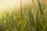 Mutuo per acquisto terreno agricolo: trova il mutuo agrario migliore Mutuo per acquisto terreno agricolo: trova il mutuo agrario migliore