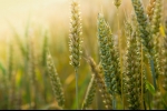 In arrivo i mutui a tasso zero per i giovani agricoltori In arrivo i mutui a tasso zero per i giovani agricoltori