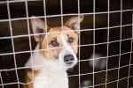 Fine dei lockdown: picco di abbandoni di animali domestici
