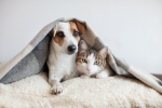 Cani e gatti sono “di famiglia” per un italiano su due