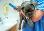 Cosa copre e quanto costa l'assicurazione per animali domestici Cosa copre e quanto costa l'assicurazione per animali domestici